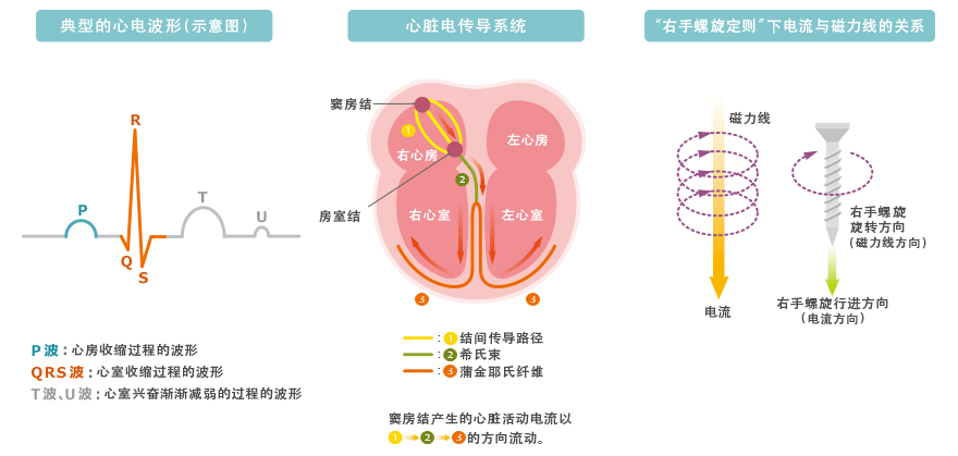 图1　心脏电传导系统与心电波形